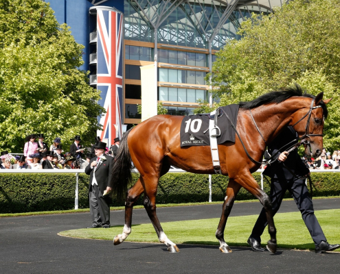 Racehorse and handler at Royal Ascot