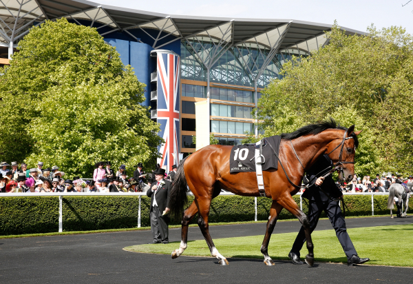 Horse parading at Ascot Racecourse, Queen Anne Enclosure - Royal Ascot 2024
