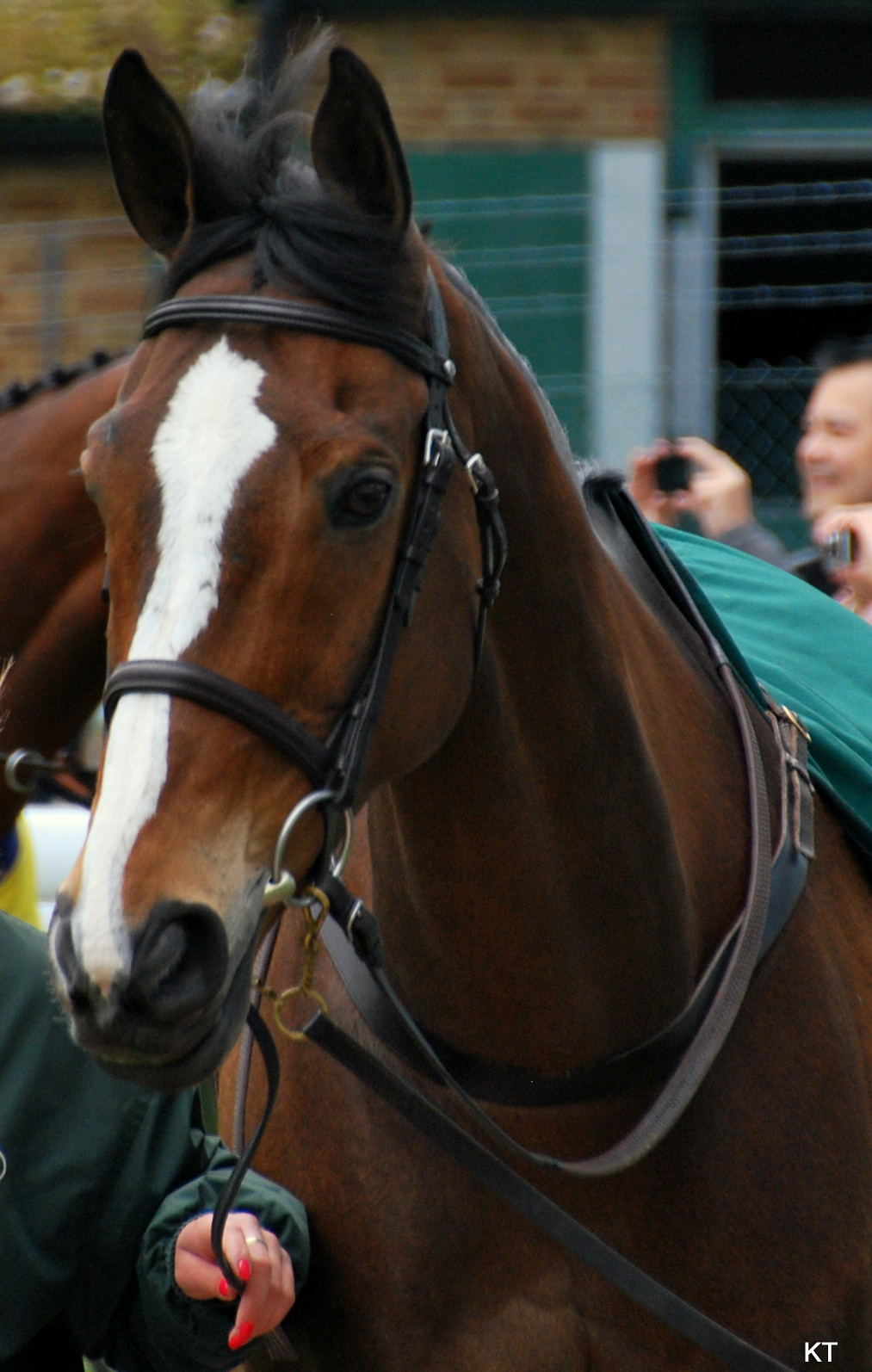 Kauto Star - Cheltenham Gold Cup Winner