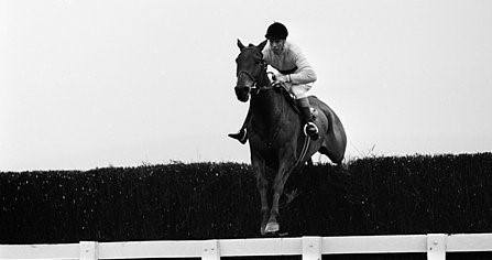 Arkle - Cheltenham Gold Cup Winner