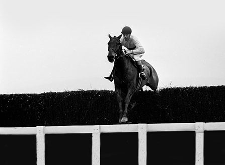 arkle cheltenham festival