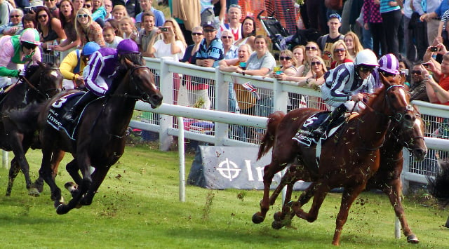 Horses running down the straight at Epsom Racecourse