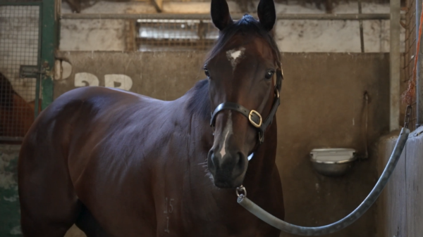 Royal Ascot - Lady Of Camelot out after Freak Stingray Injury